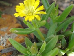 Delosperma leendertziae new leaves